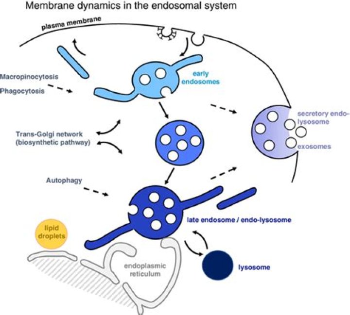 What are multivesicular endosomes?