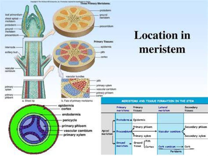 What are primary meristems?