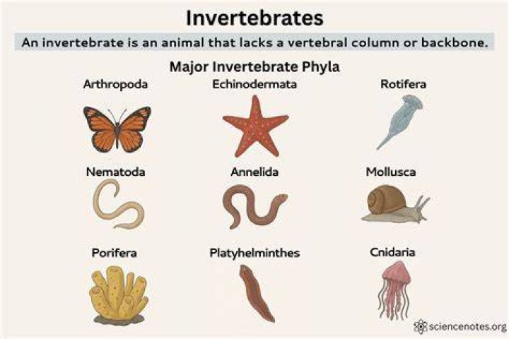 What are some facts about vertebrates and invertebrates?