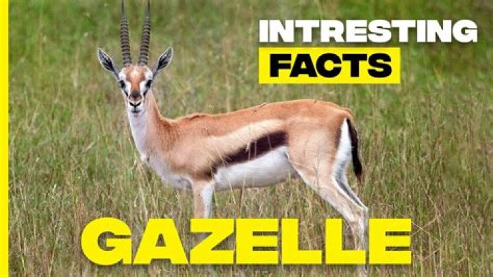 What are some fun facts about gazelles?