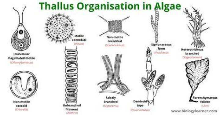 What are thalloid organisms?