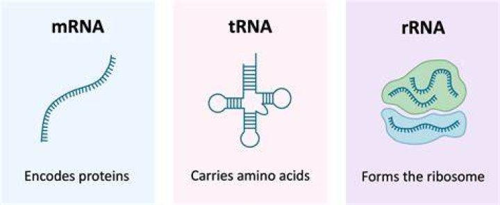 What are the 3 types of RNA made during transcription?