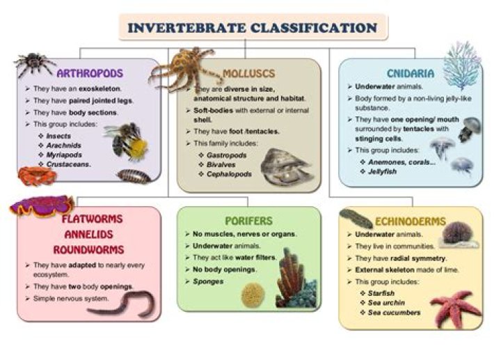 What are the 5 invertebrate classes?