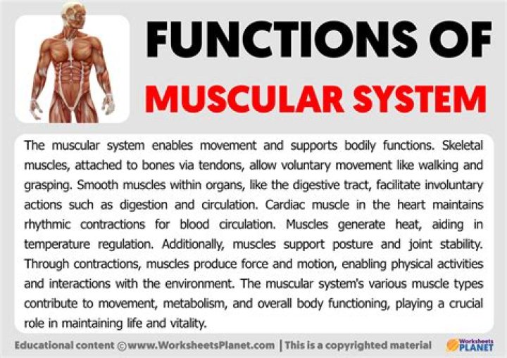 What are the 5 main functions of the muscular system?