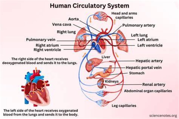 What are the 6 types of circulatory problems?