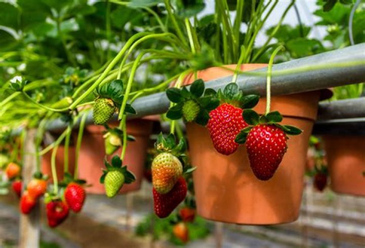 What are the best conditions for growing strawberries?