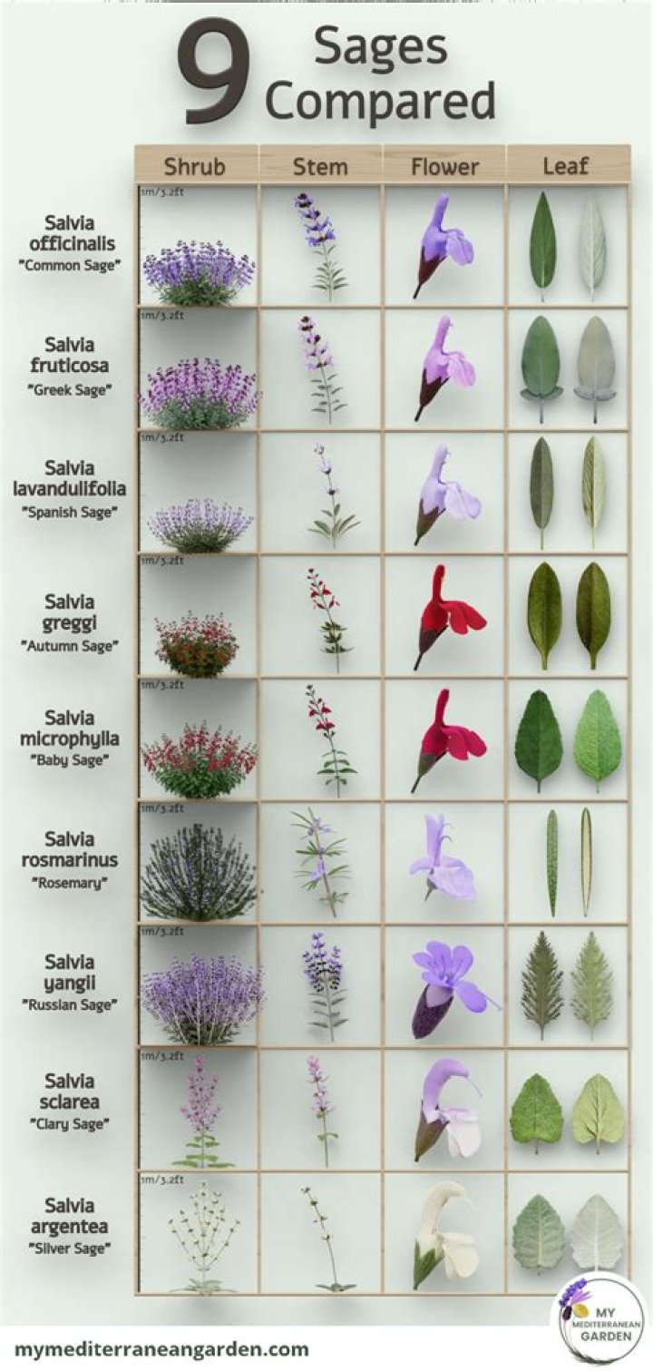What are the different versions of Sage?