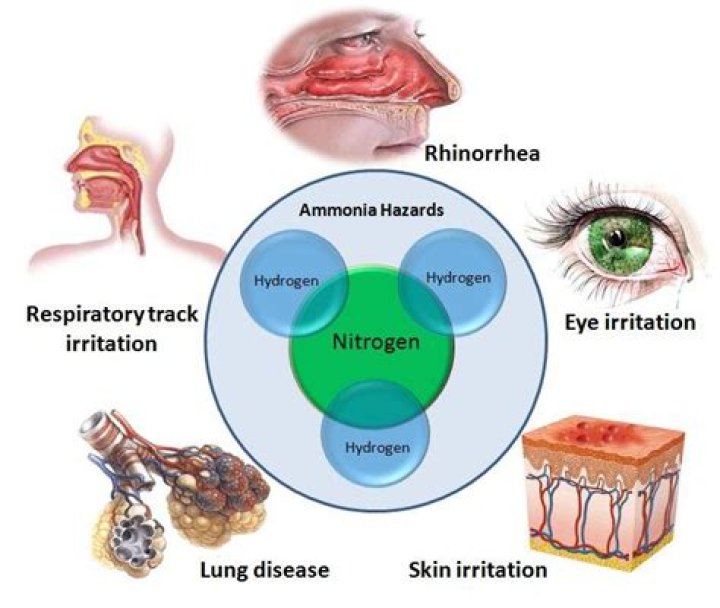 What are the effects of ammonia gas?