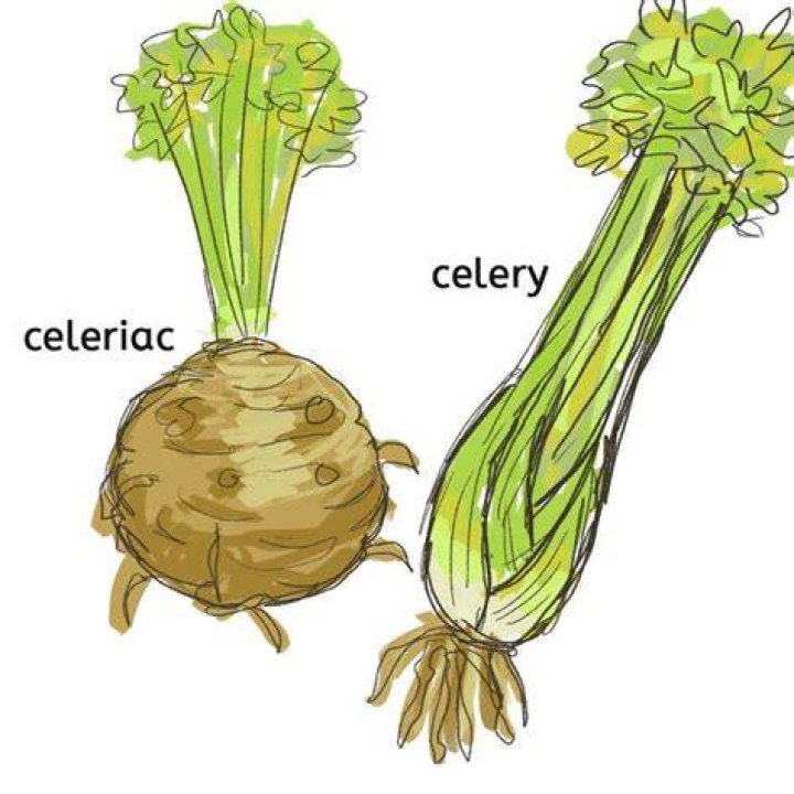 What are the parts of celery called?