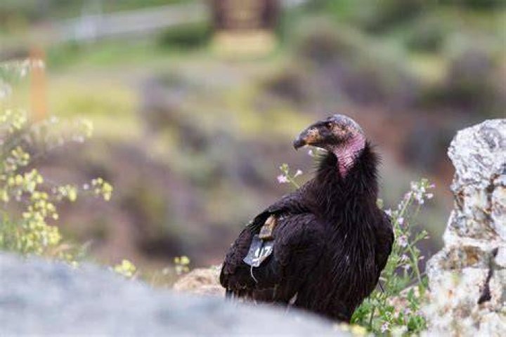What are two species that are success stories brought back from the brink of extinction?