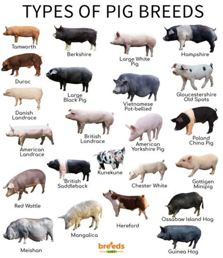 What breeds of pigs have wattles?