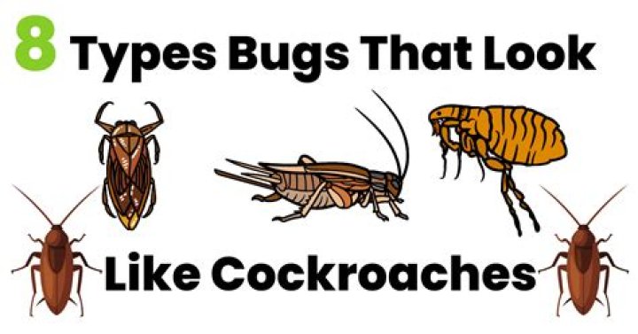 What bug looks like a roach but can fly?