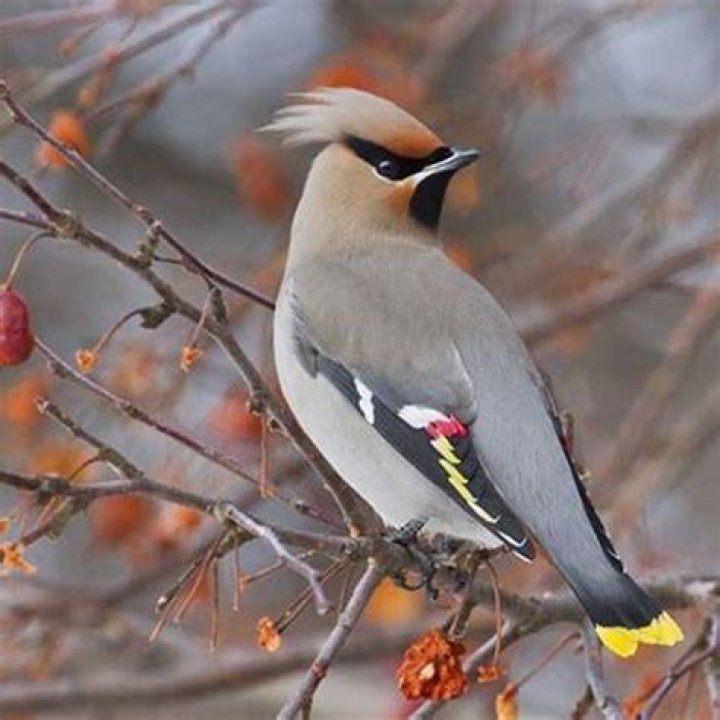 What can I feed Bohemian waxwings?
