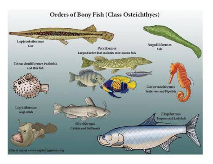 What class do bony fish belong to?