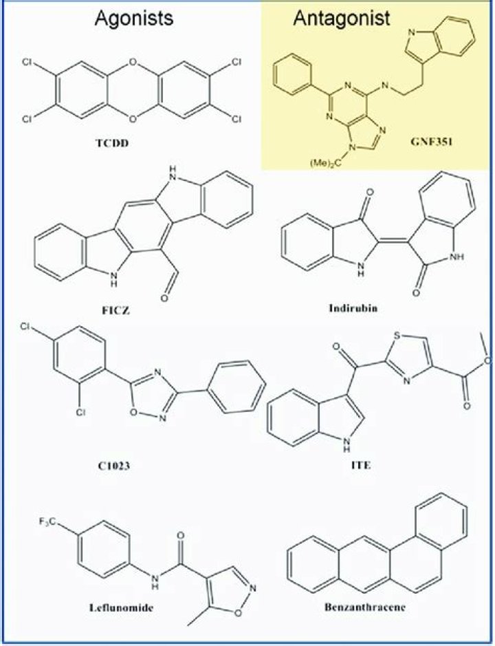 What do aryl hydrocarbon receptors do?