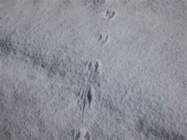 What do Martin tracks look like?