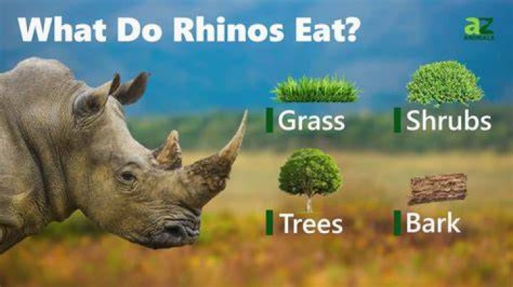 What do white rhinos diet?