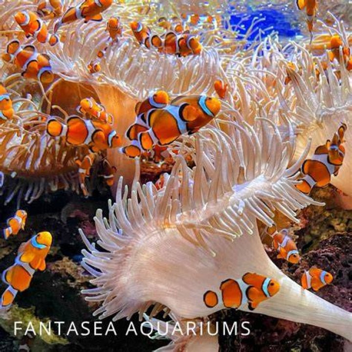 What do you feed Ocellaris clownfish?