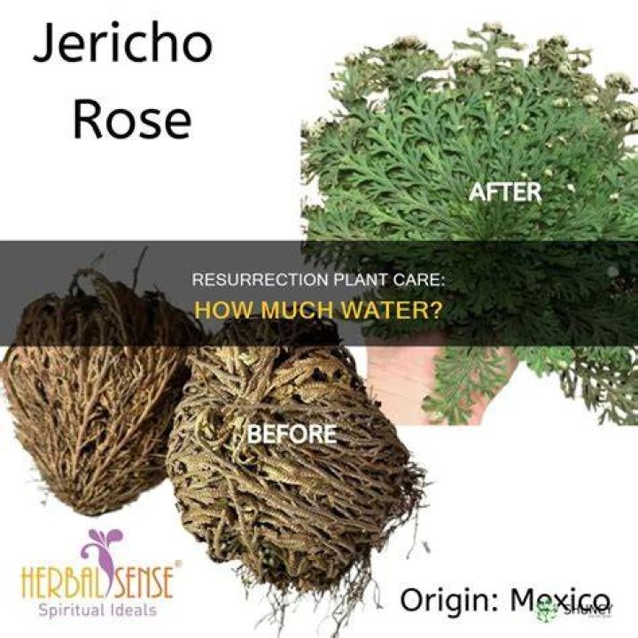 What do you put a resurrection plant in?