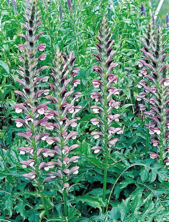 What does an acanthus leaf look like?