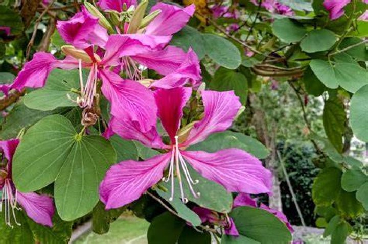 What does Bauhinia look like?