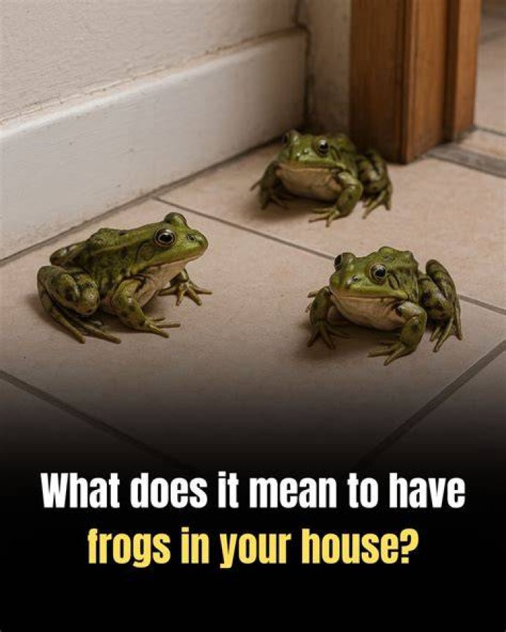 What does box of frogs mean?