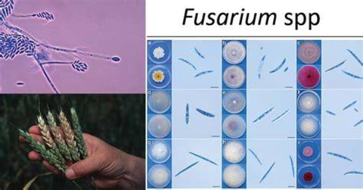 What does Fusarium do to humans?