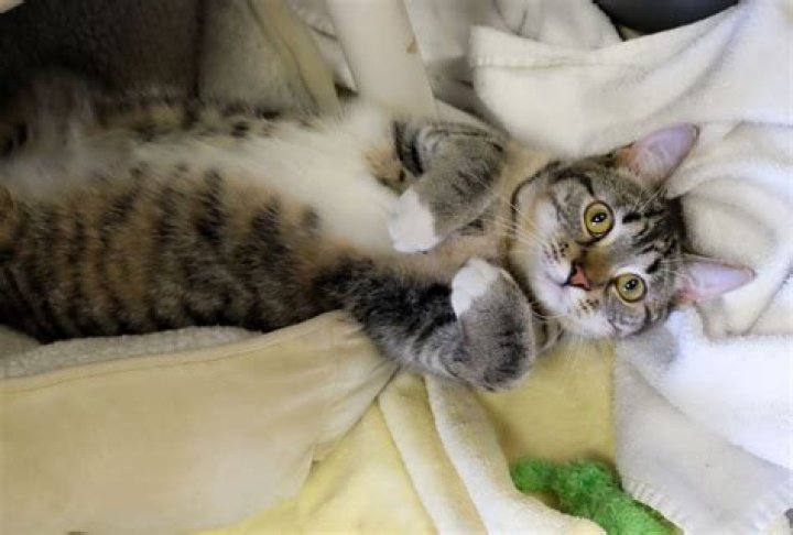 What does it mean when a cat bakes biscuits?