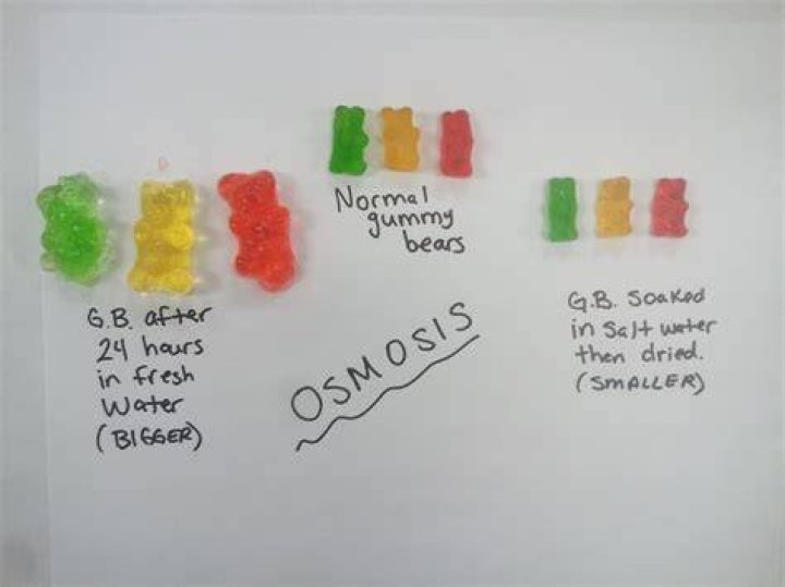 What does osmosis do to gummy bears?