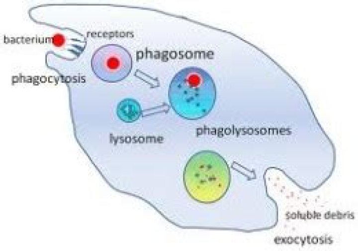 What does Phagocytized by macrophages mean?
