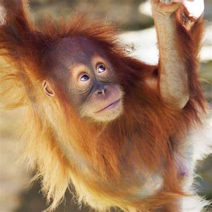 What does the name Ranga mean?