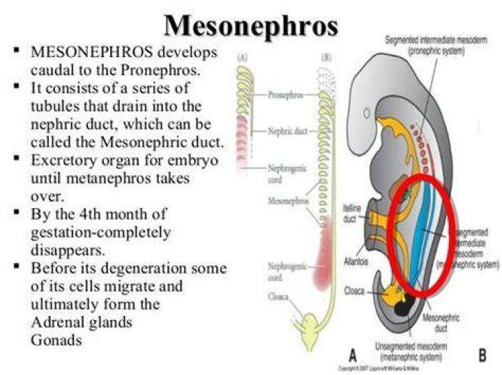 What does the pronephros give rise to?