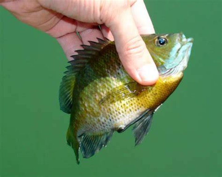 What fish can you catch with chicken liver?