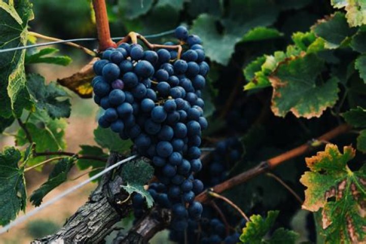 What grapes are used to make Tempranillo?