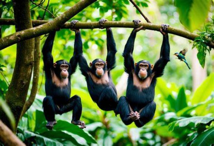 What habitat do apes live in?