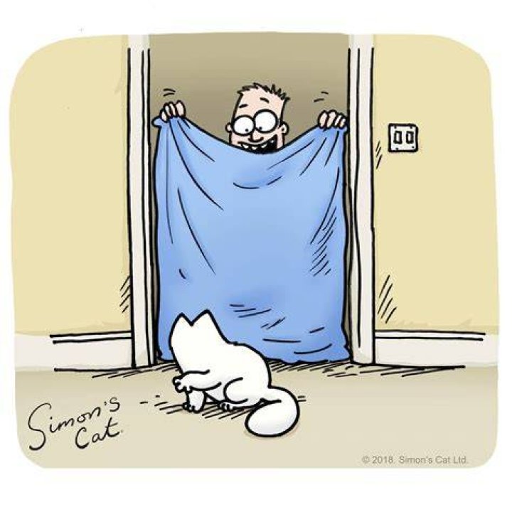What happened to Simons cat?