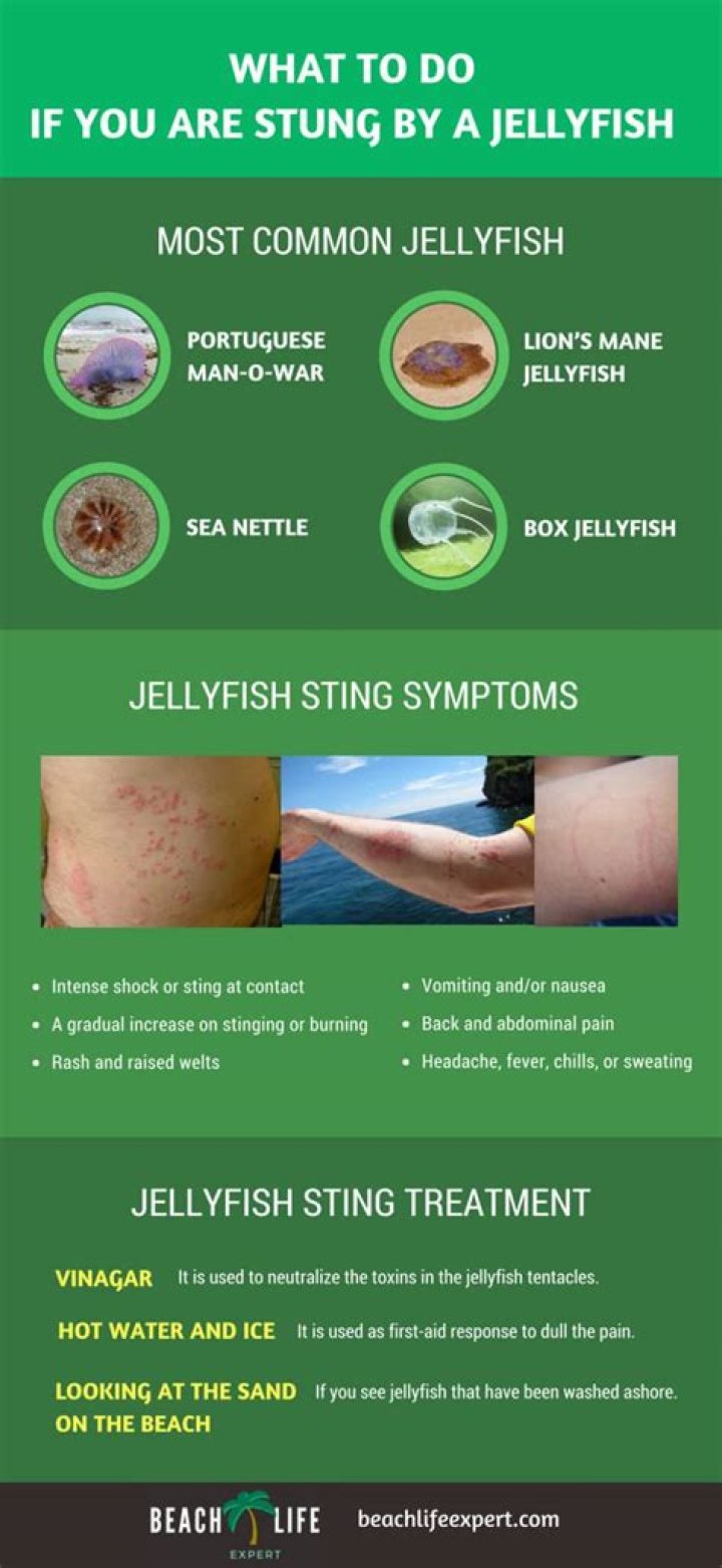 What happens if you get stung by a moon jellyfish?