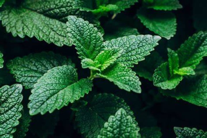 What herbs grow well in Austin Texas?