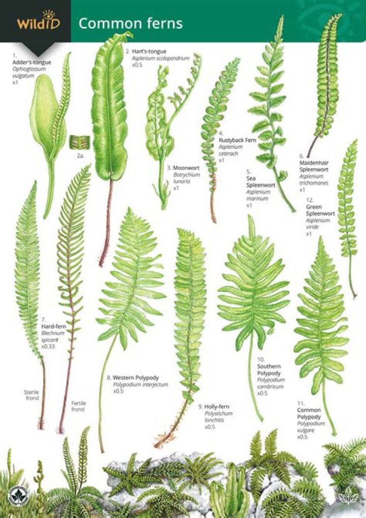 What is a fern leaf called?