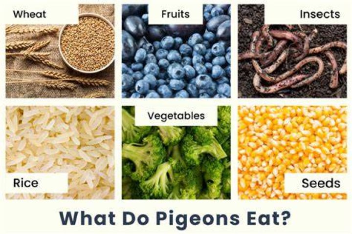 What is a good bait for pigeons?
