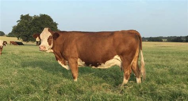 What is a purebred Simmental?