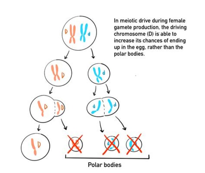 What is an example of a selfish gene?