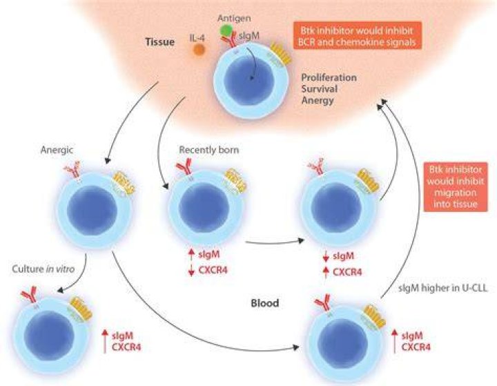 What is an IgVH mutation analysis?