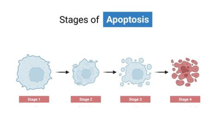What is apoptosis in simple terms?