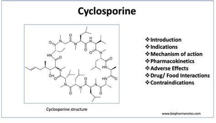 What is cyclosporine used for in animals?
