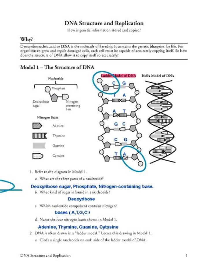 What is DNA answer key?