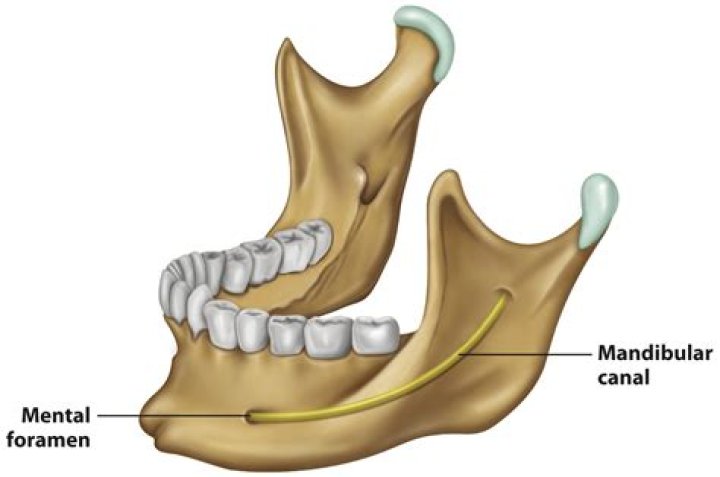 What is mandibular canal?