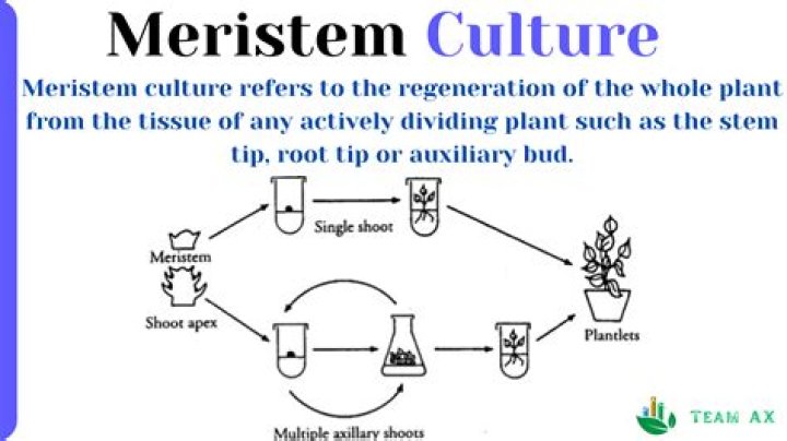 What is meristem culture and its advantages?