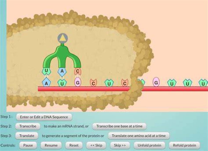 What is protein synthesis simulation?