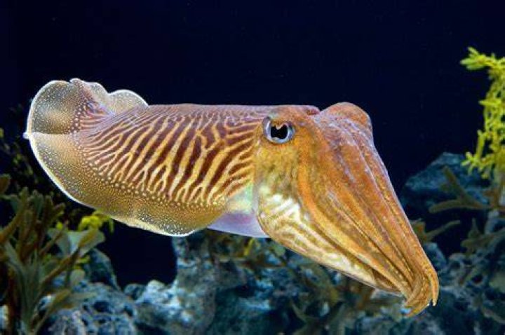 What is Sepia officinalis used for?